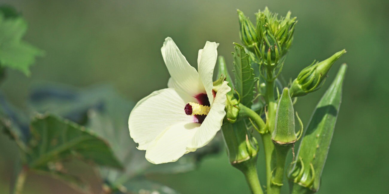 OKRA- PESTS & DISEASE SOLUTION