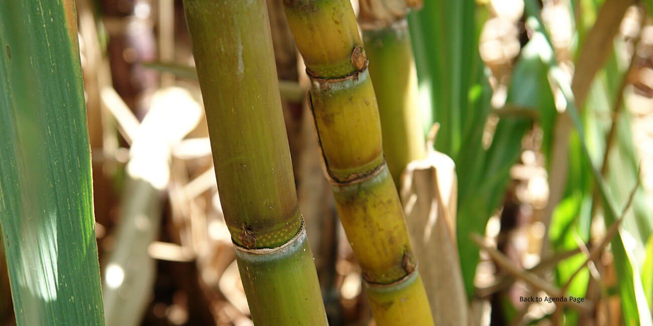 SUGARCANE- PEST AND DISEASE SOLUTION