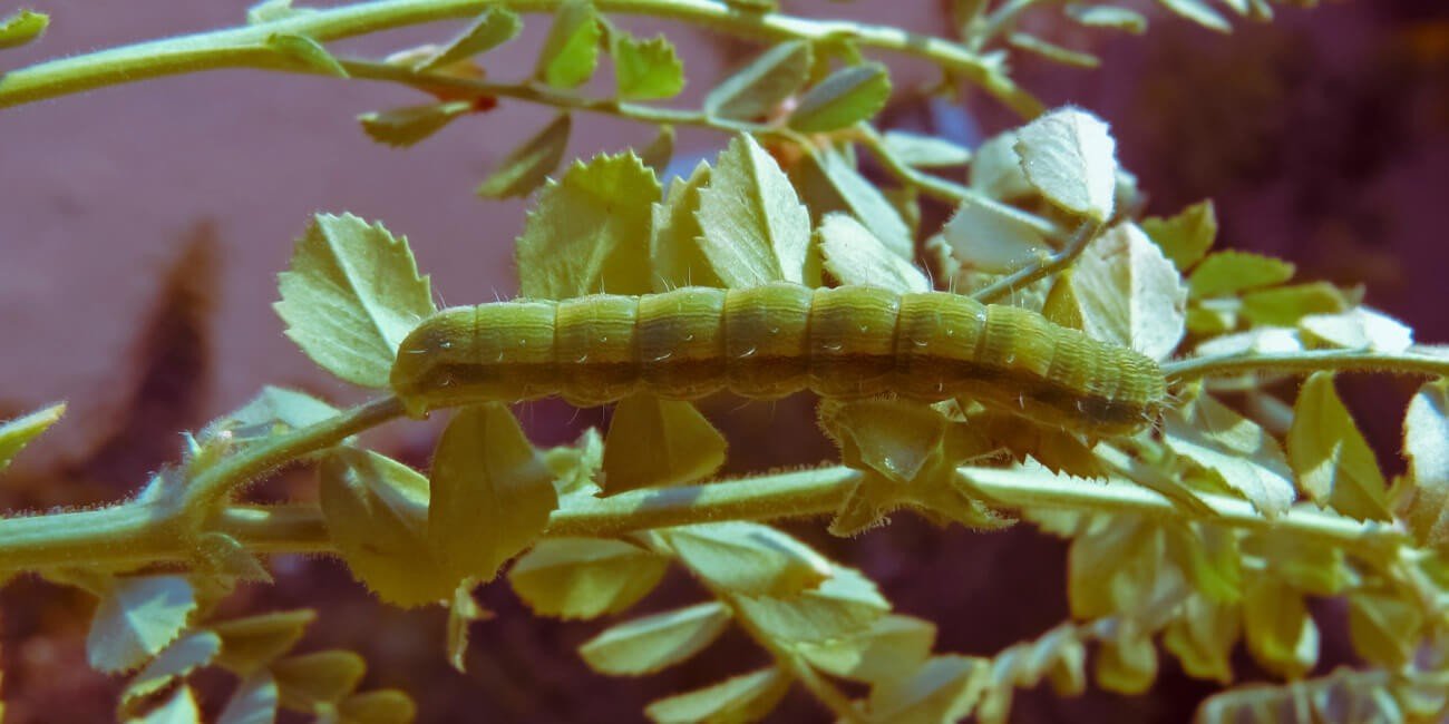 RED GRAM- PESTS & DISEASE SOLUTION