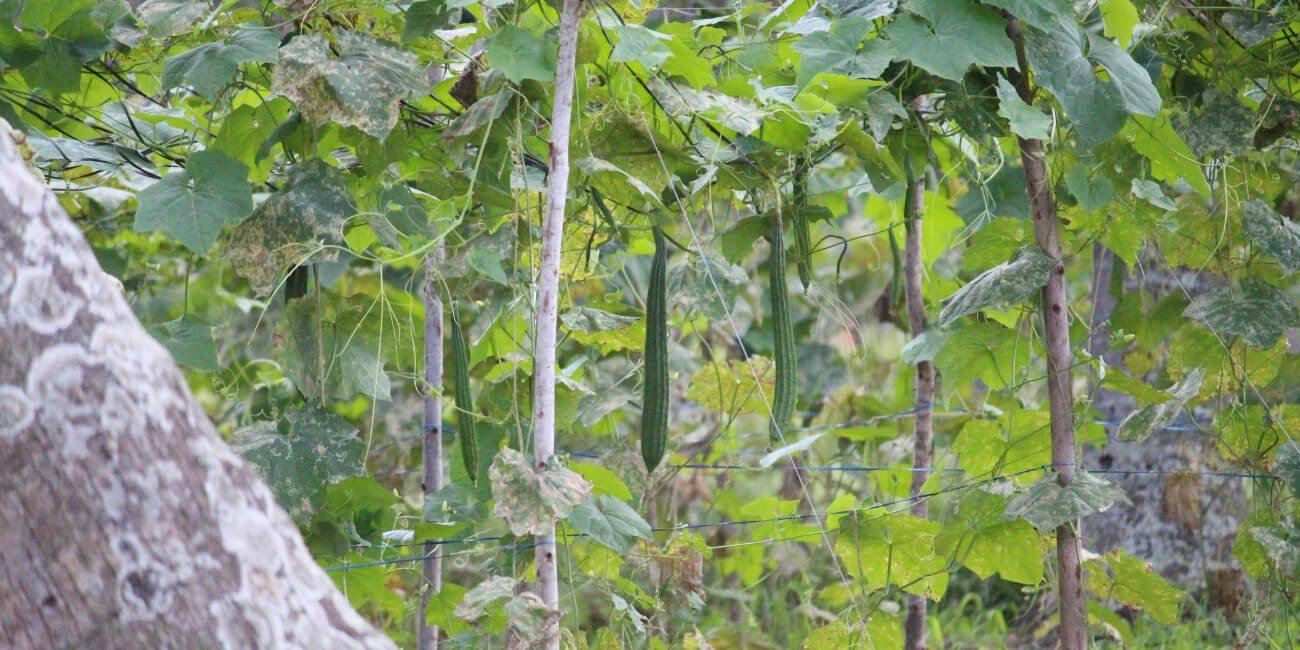 RIDGE GOURD- PESTS & DISEASE SOLUTION
