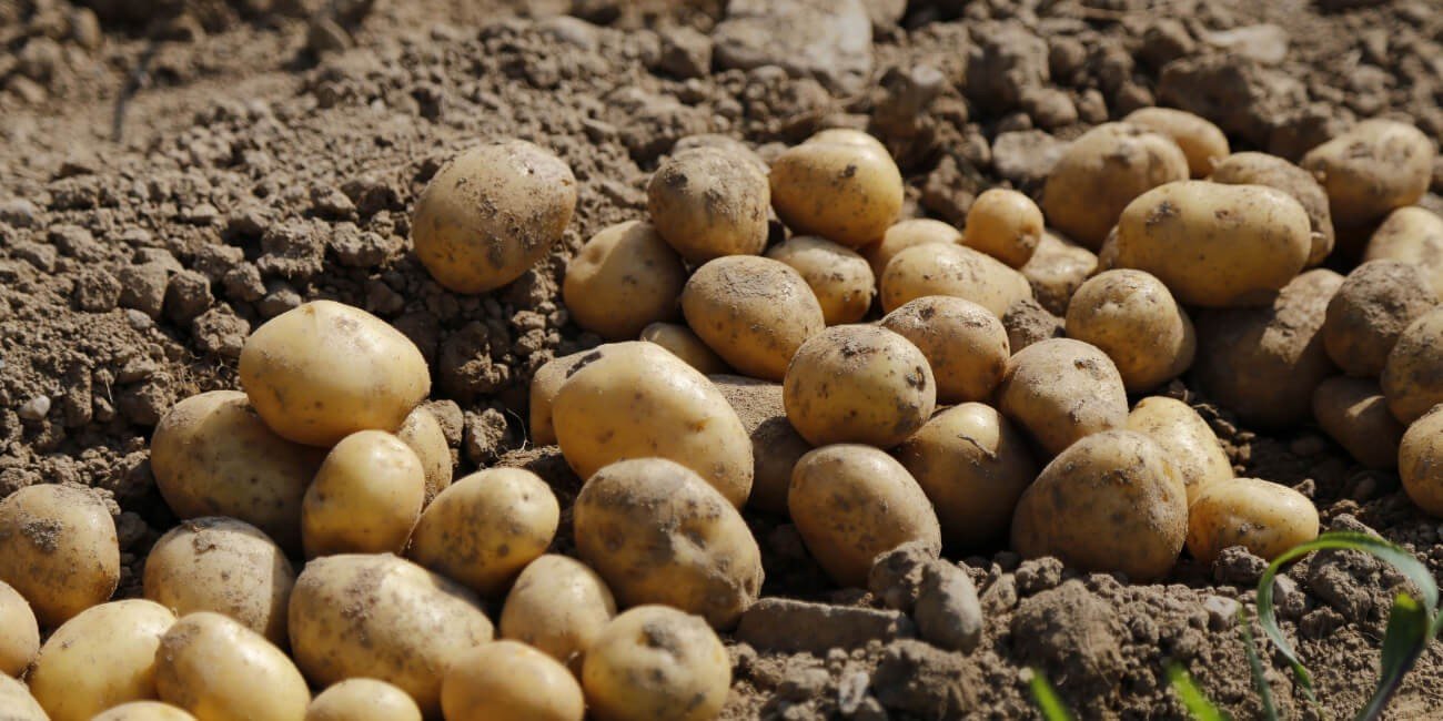 POTATO - PEST & DISEASE SOLUTION
