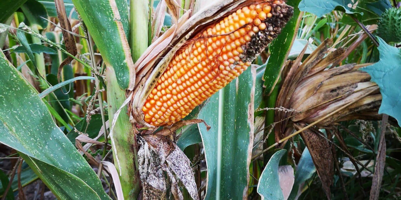 MAIZE- PESTS & DISEASE SOLUTION
