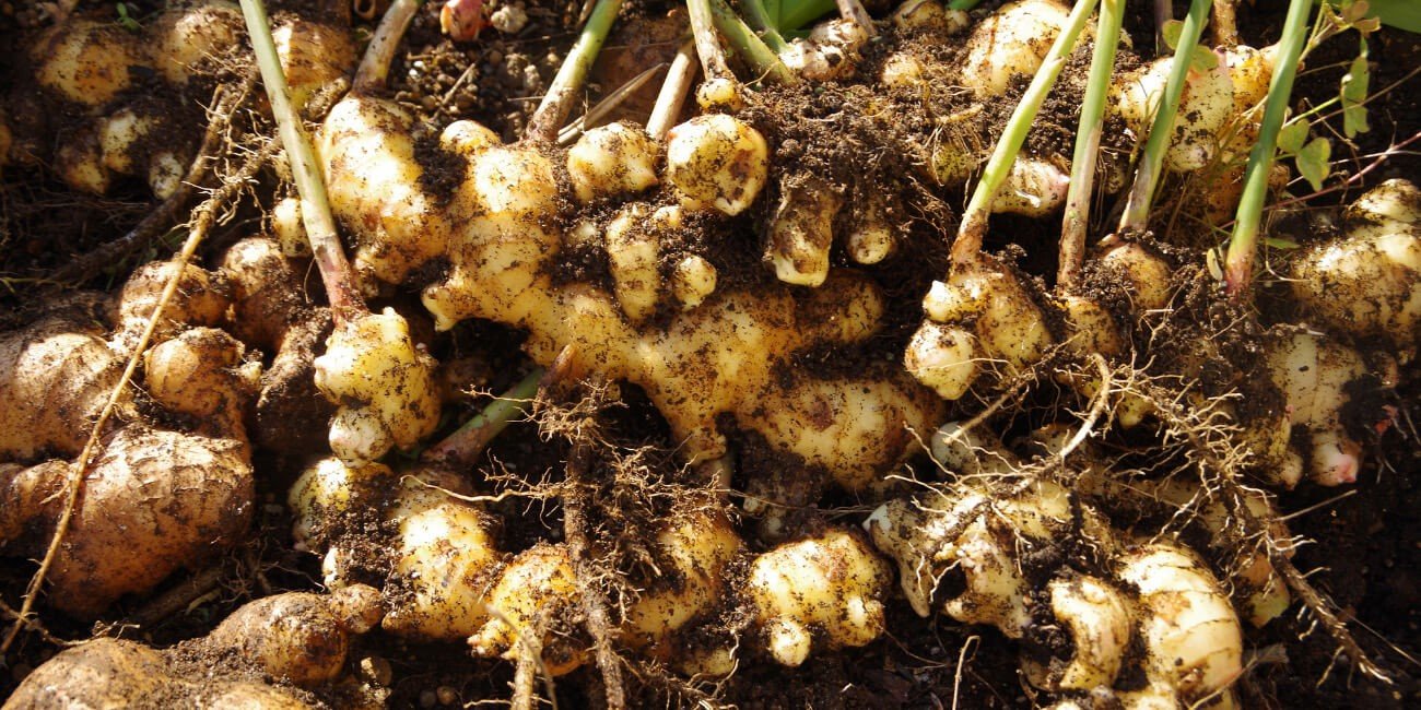 GINGER- PESTS & DISEASE SOLUTION