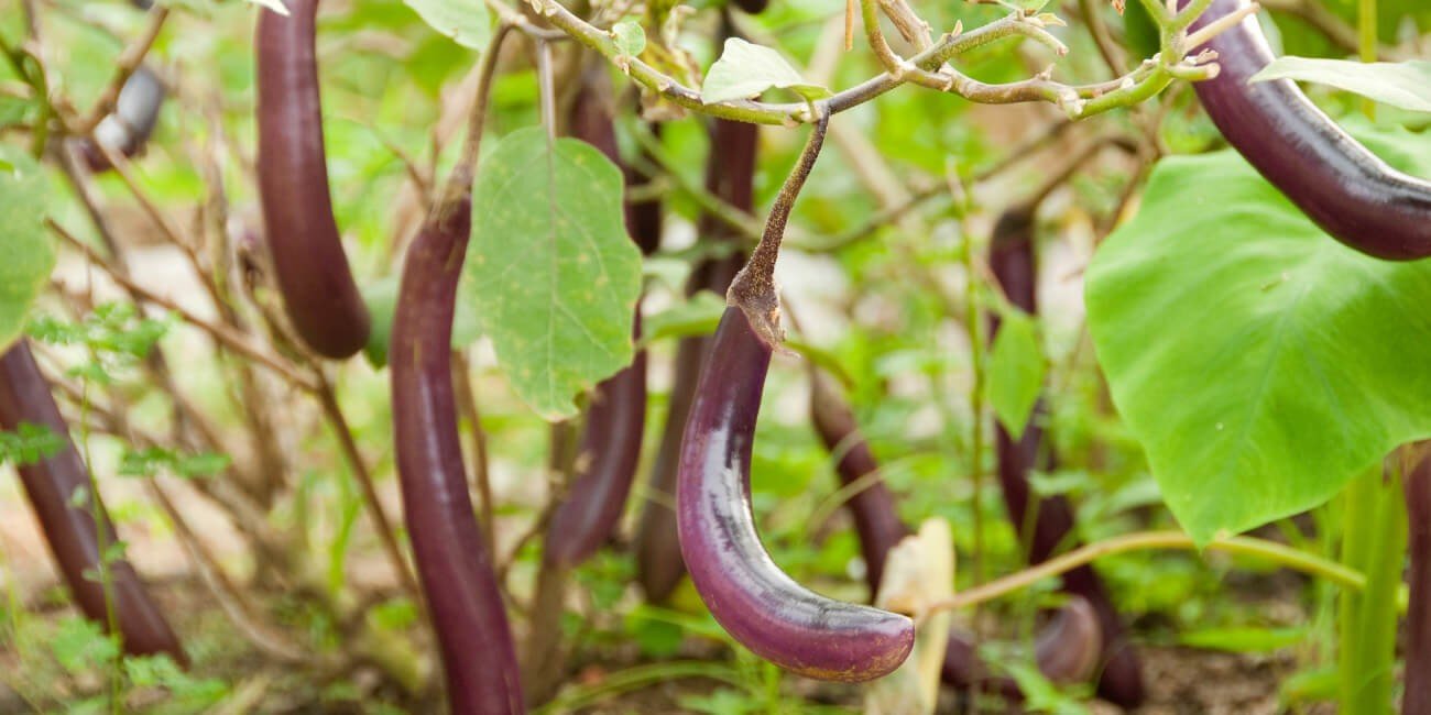 BRINJAL-PEST & DISEASE SOLUTION