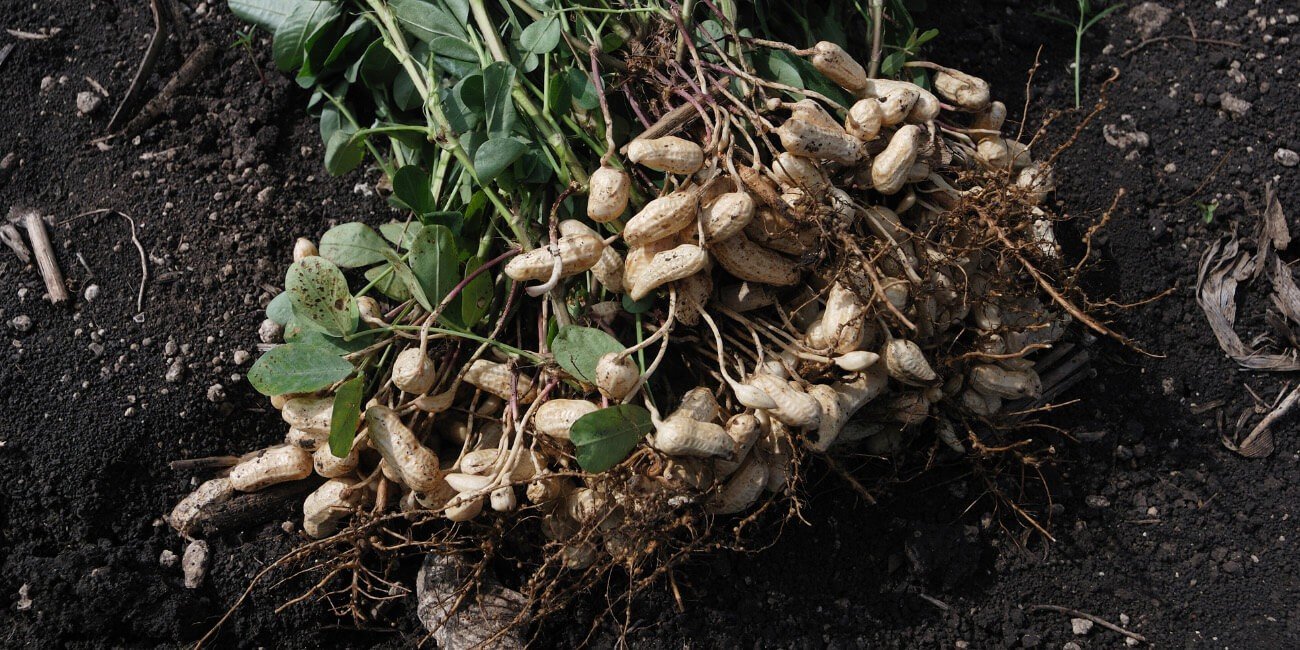 GROUNDNUT-PESTS & DISEASE SOLUTION