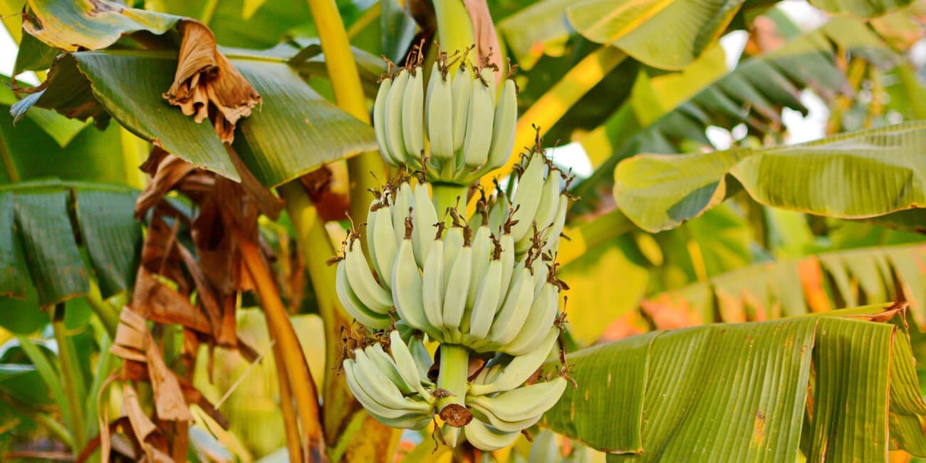 BANANA- PEST & DISEASE SOLUTION