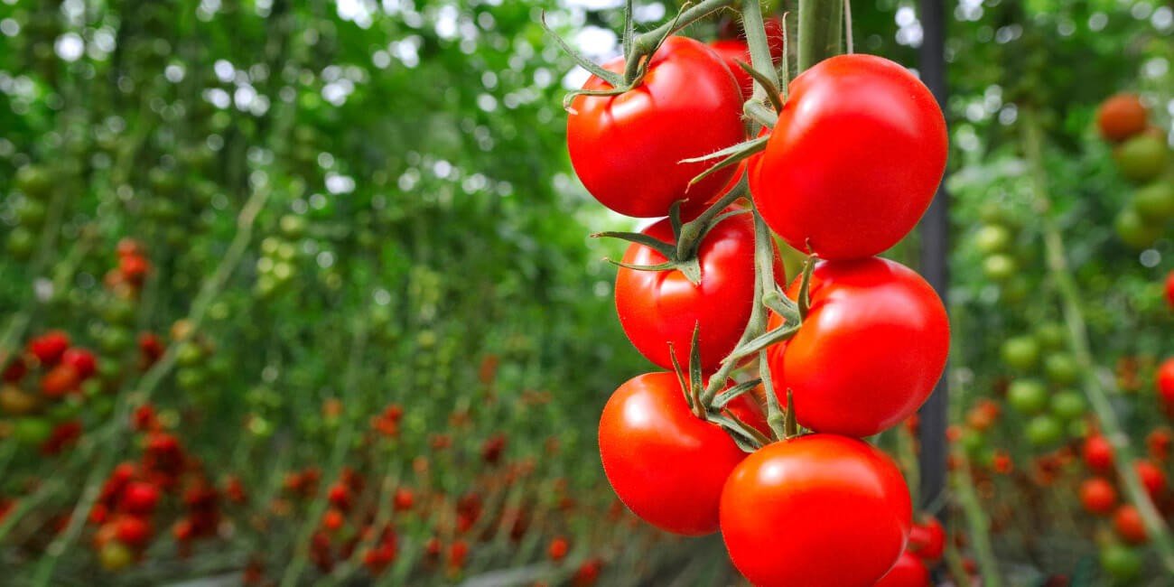 TOMATO- PEST & DISEASE SOLUTION