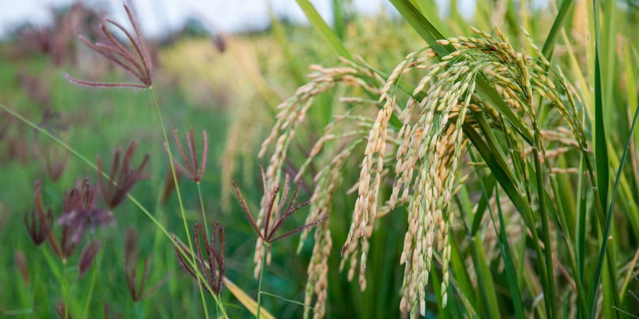 paddy-crop-&-disease-solution # FERTIFINE RICE