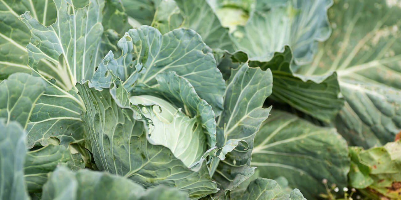 CABBAGE- PEST & DISEASE SOLUTION