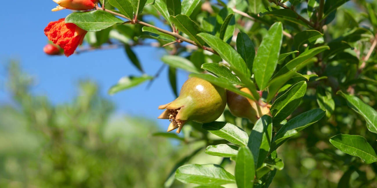 Pomegranate Flowering and Pollination: A Comprehensive Guide