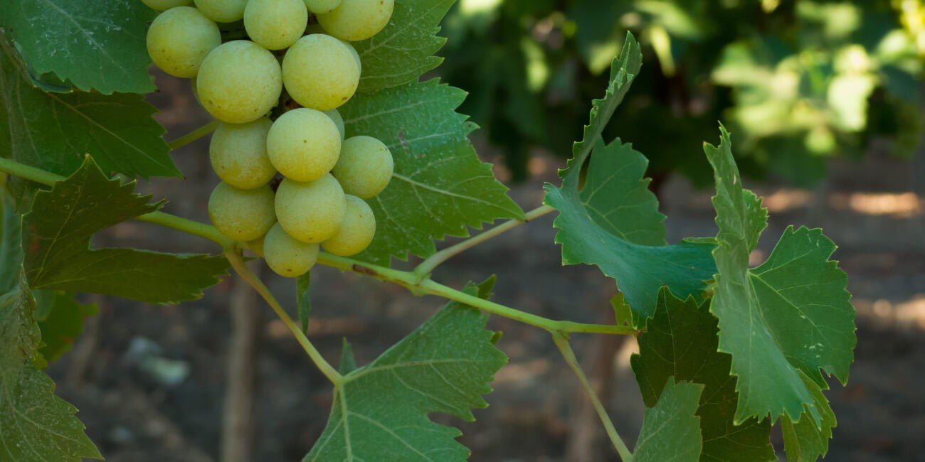 GRAPES- PESTS & DISEASE SOLUTION
