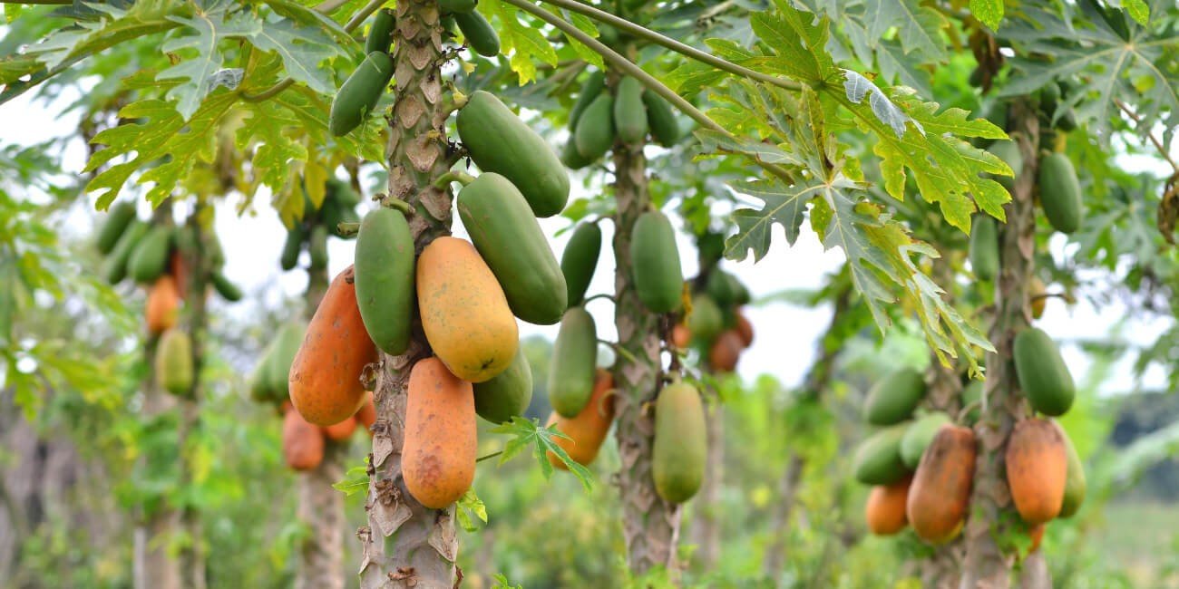 PAPAYA- PESTS & DISEASE SOLUTION