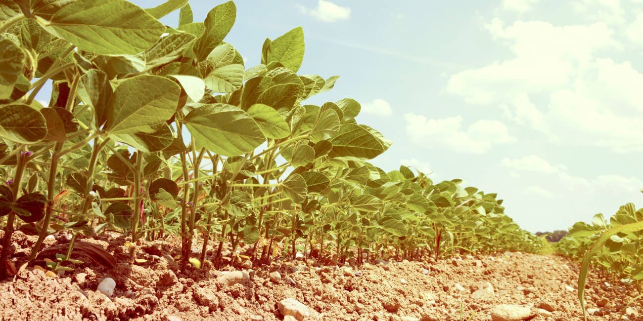 SOYABEAN- PESTS & DISEASE SOLUTION