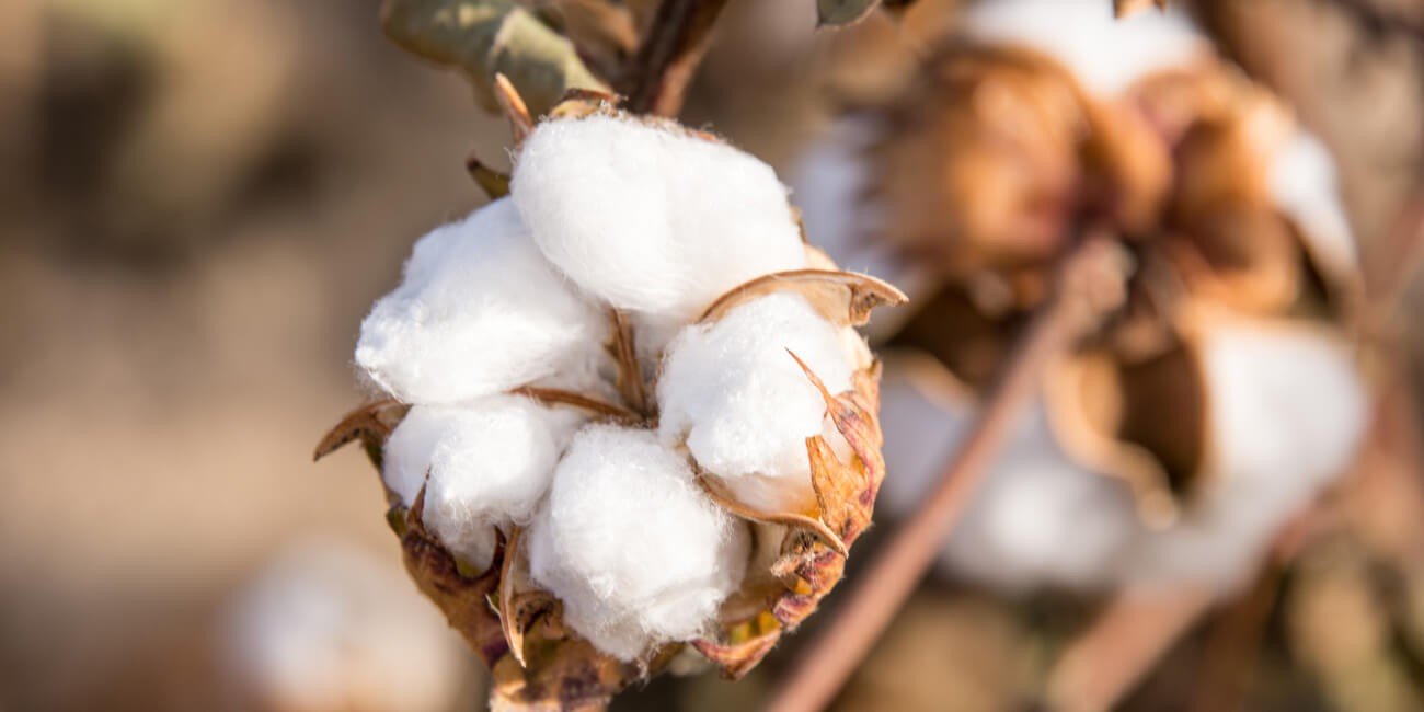 COTTON-PEST & DISEASE SOLUTION