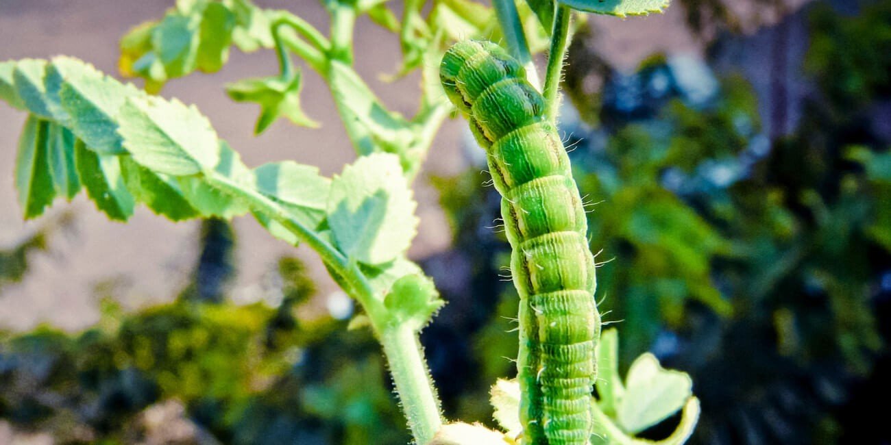 GRAM- PESTS & DISEASE SOLUTION