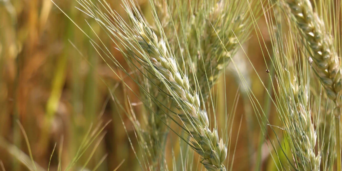 WHEAT- CROP & DISEASE SOLUTION