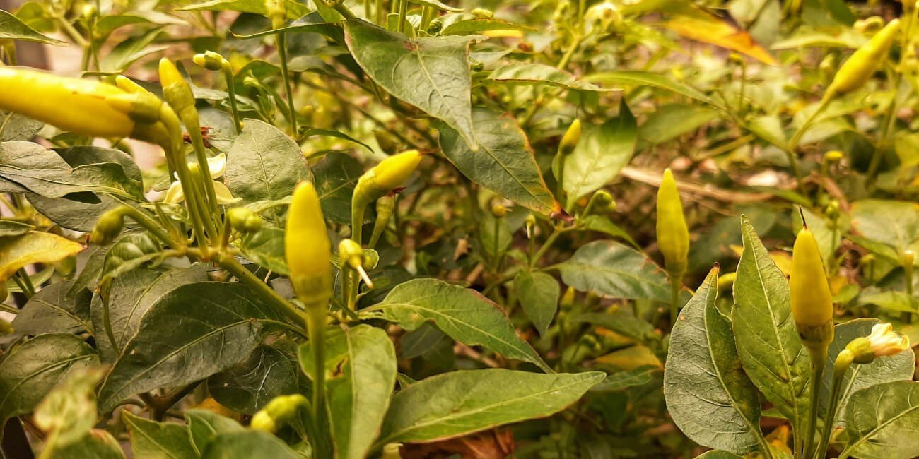 CHILLI-PEST AND DISEASE SOLUTION